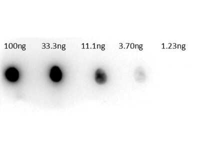 Dot Blot: Carbonic Anhydrase II/CA2 Antibody [HRP] [NB600-619] - Dot Blot of Rabbit Carbonic Anhydrase II/CA2/CA2 antibody [HRP].Lane 1: 100ng.Lane 2: 33.3ng.Lane 3: 11.1ng.Lane 4: 3.7ng.Lane 5: 1.23ng.Secondary Antibody: 200-4357 Anti-Carbonic Anhydrase II/CA2 HRP 1ug/mL.Blocking Buffer for 30 min at RT.